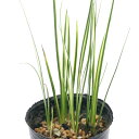 (観葉植物)ビバリウムプランツ フイリセキショウ(斑入り石菖) 3cmポット入り(1ポット)