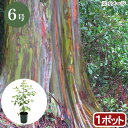 (観葉植物)ユーカリ レインボーユーカリ 6号(1ポット)【HLS_DU】