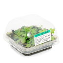 (観葉植物)つる性植物 屋久島産 フィカス ヒメイタビ カップインプランツ(1カップ)