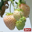 (観葉植物)サントリー 野菜苗 イチゴ 白蜜香 3号(3ポット) 家庭菜園