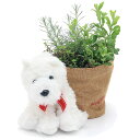 (観葉植物)ハーブの寄せ植え(品種おまかせ) アニマルバスケットセット(犬のミルク)(1セット)