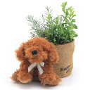 (観葉植物)観葉ギフト ハーブの寄せ植え(品種おまかせ) アニマルバスケットセット(ドッグ ココア)(1セット)