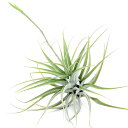 (観葉植物)エアープランツ ティランジア カクティコラ XLサイズ(1株)