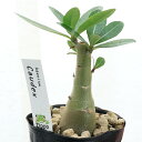 (観葉植物)アデニウム ソマレンセ 3号(1鉢) コーデックス