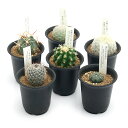 (観葉植物)サボテン 品種おまかせ 2.5号(1鉢)