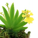 (観葉植物)ビバリウムプランツ エリキナ プシラ 6cmポット入り(1ポット)