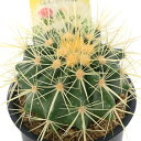 (観葉植物)サボテン エキノカクタス 金鯱 3号(1鉢)