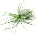 (観葉植物)エアープランツ ティランジア ガルドネリー プエルトセグーロ(1株)