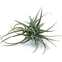 (観葉植物)エアープランツ ティランジア ジュクンダ クランプ(1株)