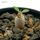 (観葉植物)パキポディウム デンシカウレ 恵比寿大黒 実生苗 2.5号(1鉢)休眠株 コーデックス