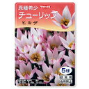 (観葉植物)チューリップ球根 原種希少チューリップ ヒルデ 5球詰(1袋)