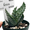 (観葉植物)アロエ フェロックス 2号(1鉢)