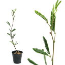 (観葉植物)ビバリウムプランツ コウライヒメネム(高麗姫合歓)3cmポット入り(1ポット)