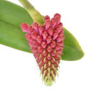 (観葉植物)洋ラン ロビクェティア セリナ 2.5~3号(1ポット) 沖縄別途送料