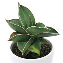 (観葉植物)訳あり品 サンセベリア サムライドワーフ 3号(1鉢)