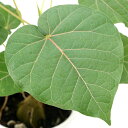 (観葉植物)フィカス ペティオラリス 4号 コーデックス (1鉢)