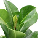 (観葉植物)フィカス エラスティカ アポロ 4号(1鉢)