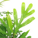 (観葉植物)グレビレア 4号(1鉢) 北海道冬季発送不可