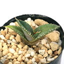 (多肉植物)アガベ チタノタ ブルー 実生苗 2〜3号(1鉢) (多肉植物)アガベ チタノタ ブルー 実生苗 2〜3号(1鉢)