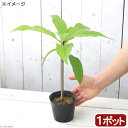 (観葉植物)サガリバナの苗 4号(1ポット)
