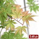 (盆栽)モミジ アリアドネ 5〜6号(1ポット)(同梱不可)...