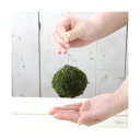 (盆栽)ミニ苔玉 吊るし玉(1個) 観葉植物 コケ玉