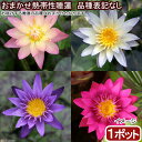 (ビオトープ)睡蓮 おまかせ熱帯性睡蓮(スイレン) 品種表記なし(1ポット)