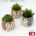 (盆栽)苔盆栽 リトルアニマル フクロウ 色おまかせ(1鉢)
