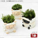 (盆栽)苔盆栽 リトルアニマル ヒツジ 色おまかせ(1鉢)