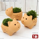 (盆栽)苔盆栽 アニマルテラコッタ ミニ Ver.ネコ(1鉢)