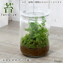 （観葉植物）苔Terrarium おまかせオアシス苗 ガラスボトルL 説明書付