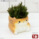 (盆栽)苔盆栽 大きいアニマル鉢 ビッグ ブサネコ (1鉢)
