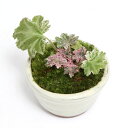 (山野草)苔盆栽 斑入りムラサキジンジソウ(斑入紫人字草) ミニ小鉢植え 鉢色おまかせ(1鉢)