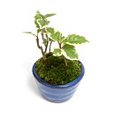 (山野草)苔盆栽 おまかせ山野草 ミニ小鉢植え 鉢色おまかせ(3鉢)