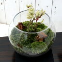 (観葉植物)苔Terrarium 和景レイアウトセット ~おまかせ小品盆栽苗~ 説明書付