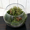 (観葉植物)苔Terrarium 和景レイアウトセット ~白芽椹(シロメサワラ)~ 説明書付