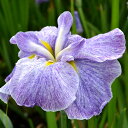 (ビオトープ)水辺植物 花菖蒲 霧雨(キリサメ)肥後系白地薄藍色砂子巨大輪六英花(1ポット)(休眠株)