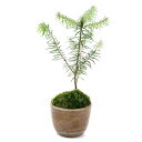 (山野草)苔盆栽 トドマツ 穴有益子焼植木鉢(還元)(1鉢)