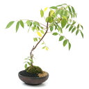 (山野草)一点物 アメリカフジ 1鉢(390424)沖縄別途送料