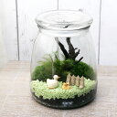 (観葉植物)苔Terrarium GEXボトリウムボトル ミルク アヒル 説明書付