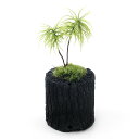 (山野草)苔盆栽 炭鉢植え コウヤノマンネングサ Sサイズ(1鉢)
