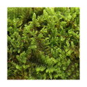 (観葉植物)苔 ハイゴケ 4パック分