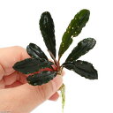 (水草)ブセファランドラsp.Tebakang(無農薬)(1株) 北海道航空便要保温
