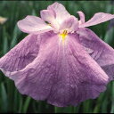(ビオトープ)水辺植物 花菖蒲 不知火(シラヌイ)肥後系大輪紅紫白筋三英花(1ポット)