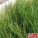 (ビオトープ)水辺植物 ヒメトクサ(3ポット) 湿生植物