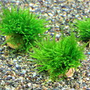 (水草)育成済 ライフマルチ(茶) ジャイアント南米ウィローモス(無農薬)(2個)