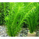 (水草)メダカ・金魚藻 ライフマルチ(茶) アナカリス(2個)