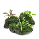 (水草)巻きたて おまかせクリプトコリネ&おまかせモス 穴あき溶岩石付(1個)