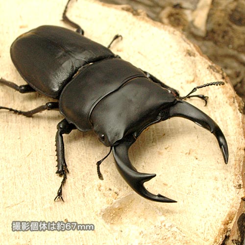 ▲国産オオクワガタ “岡山県加茂町産” 72mm(1ペア)