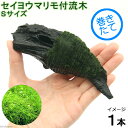 (水草)巻きたて セイヨウマリモ付 流木 Sサイズ(無農薬)(1本)